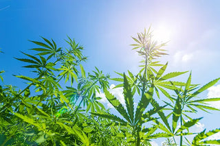 High Falls Hemp NY – CBD Made in America - High Falls Hemp NY