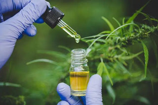 Industrial Hemp in NY: Important Update for 2021 - High Falls Hemp NY
