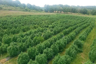 The CBD Revolution Starts Here in High Falls, NY from our Seed to Your Soul - High Falls Hemp NY