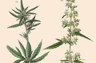 The History of the Hemp Plant - High Falls Hemp NY