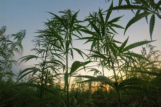 The Wellness Benefits of Terpenes - High Falls Hemp NY