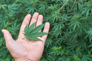 USDA Hemp Rules – What you Need to Know Now - High Falls Hemp NY