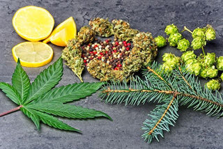 What are Terpenes? - High Falls Hemp NY