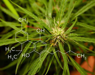 What is CBD - High Falls Hemp NY