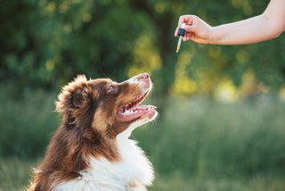Choosing the Best CBD Products for Dogs and Cats in the United States