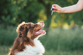Person giving a dog CBD with a dropper outdoors in the grass