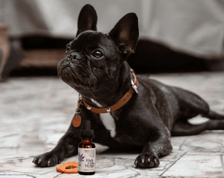 300mg Small Pet Mobility Tincture - High Falls Hemp NY